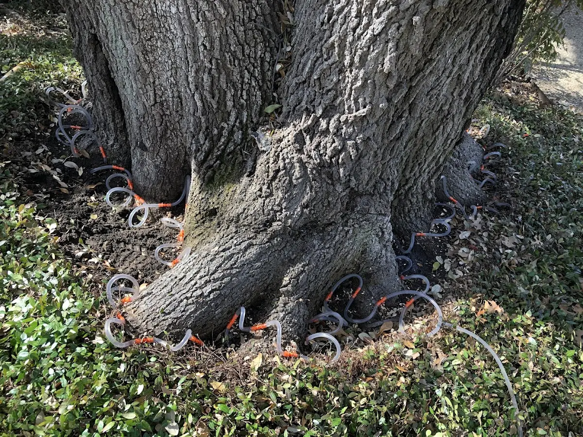 Detailed Tree Cabling and Bracing job site in Tompkinsville