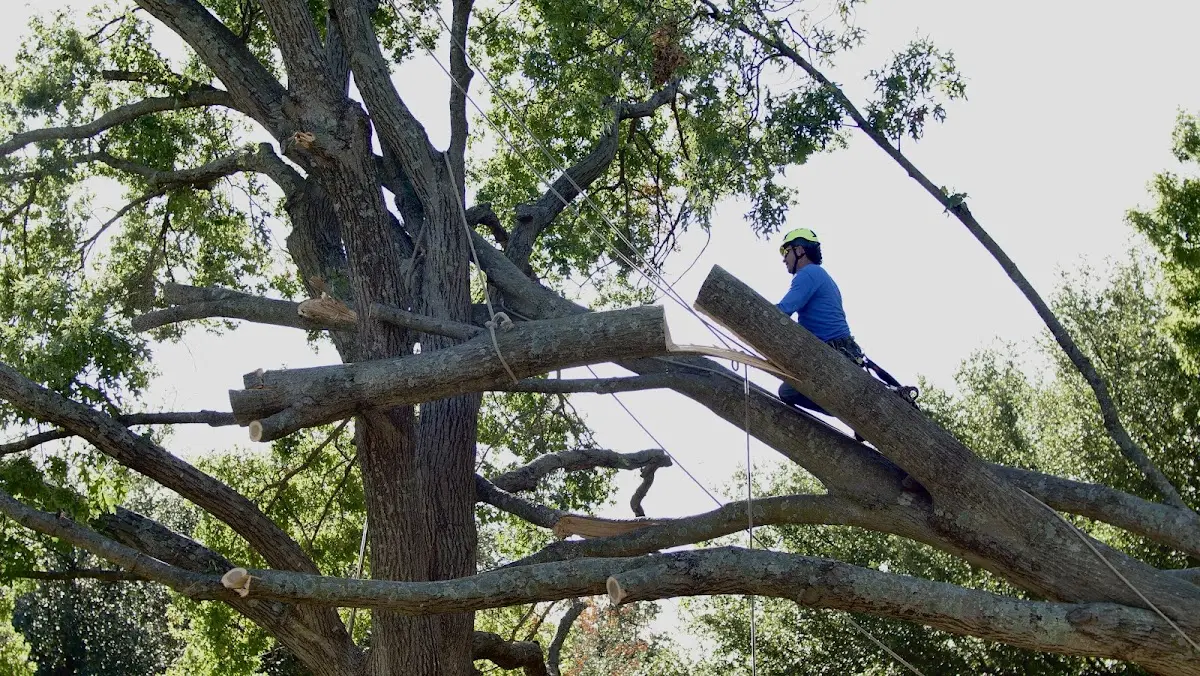 Professional Hazardous Tree Removal performed by certified arborists in Tompkinsville